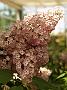 Syringa hyacinthiflora Rosenrot